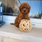 pudla Toy