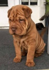 štěňata očkovaná shar-pei.