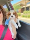 štěňata Kavalír King Charles Spaniel.
