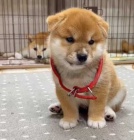 tata shiba inu