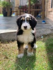 štěňata Bernedoodle.