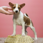 štěňátka Basenji