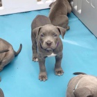 pitbull teriéra