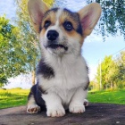 štěňata Pembroke Welsh Corgi