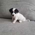 tata jack russell terira.