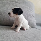 tata jack russell terira.