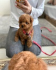 toy pudla