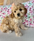 tata Cockapoo na prodej