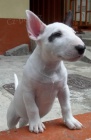 BULLTERIRA MINI