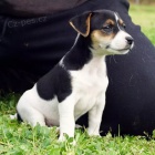 tata jack russell terira.
