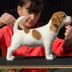 mini tata jack russell terira.