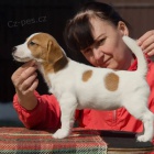 mini tata jack russell terira.