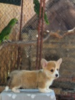 Welsh Corgi Pembroke  Krsn tata