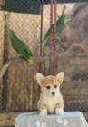 Welsh Corgi Pembroke  Krsn tata