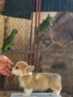 Welsh Corgi Pembroke  Krsn tata