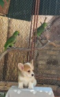 Welsh Corgi Pembroke  Krsn tata