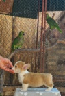 Welsh Corgi Pembroke  Krsn tata