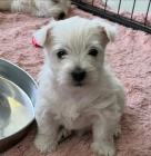 tata West Highland White Terriers