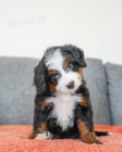MINI tata Bernedoodle.