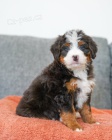 MINI tata Bernedoodle.