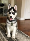 mini štěňata sibiřského huskyho
