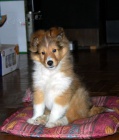 tata sheltie k adopci
