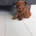 toy pudla