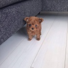 toy pudla