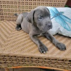 Italsk corso pes (Cane Corso Italiano)