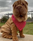 tata okovan shar-pei.
