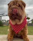 tata okovan shar-pei.