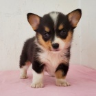 tata Pembroke Welsh Corgi
