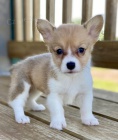 tata Pembroke Welsh Corgi