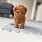 TOY tata pudla