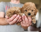 tata Cavapoo