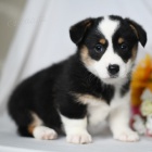 tata Pembroke Welsh Corgi