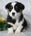 tata Pembroke Welsh Corgi