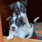 mini tata jack russell terira.