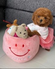 Zdrav tata ernho Toy pudla