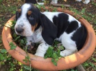 Zdrav tata Basset hound