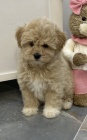 Maltipoo tata na prodej