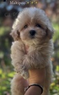 Maltipoo tata na prodej