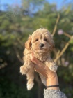 Maltipoo tata na prodej