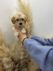 Maltipoo tata na prodej