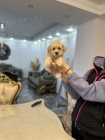 Maltipoo tata na prodej