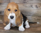 Zdravá štěňata Basset hound