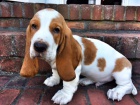 tata Basset hound