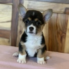 štěňata Pembroke Welsh Corgi