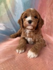 tata Cockapoo