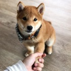 tata shiba inu